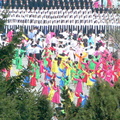 c97Pyongyang-dancingP1010451