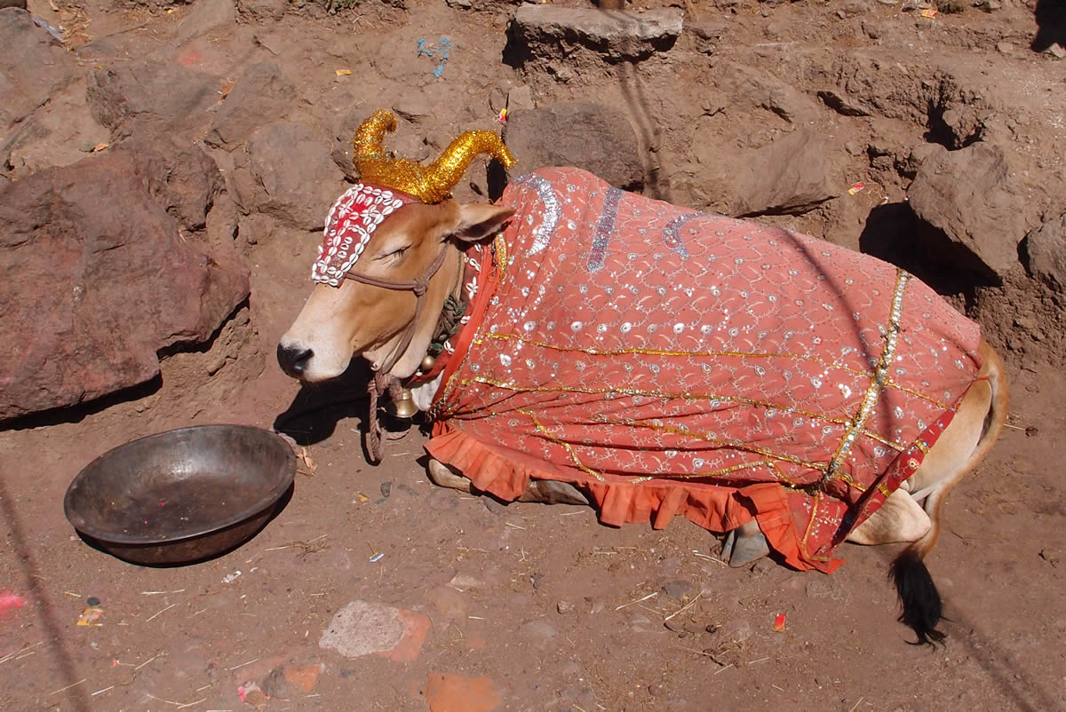 pavagadh-cow