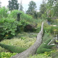 topiary800x600